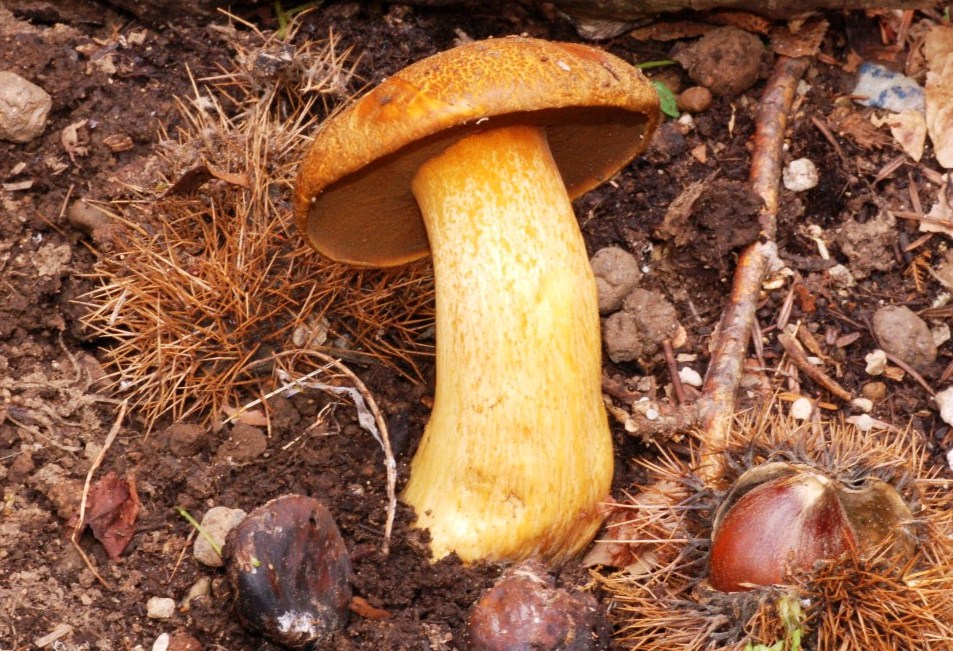 Suillus variegatus